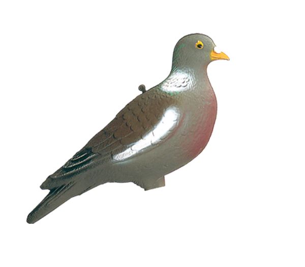 Appelant Palombe-Pigeon