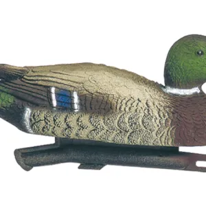 Appelant Canard Colvert Male