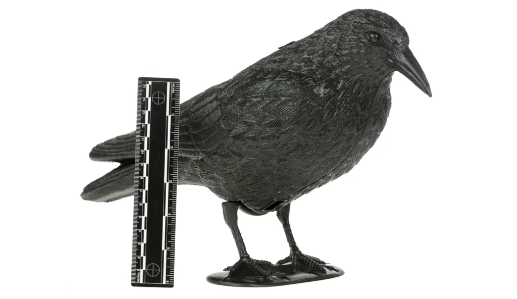 Appelant Corbeau regle