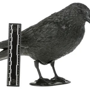 Appelant Corbeau regle